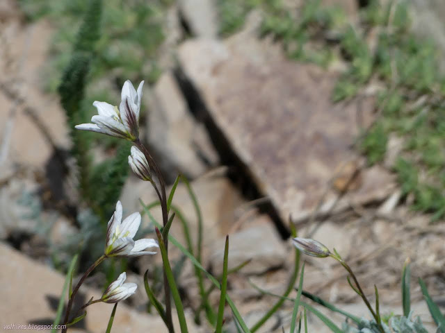 12: white flowers with bold dark stripes on the back of the petals