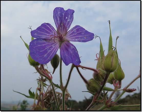 1521meadowcranesbill1