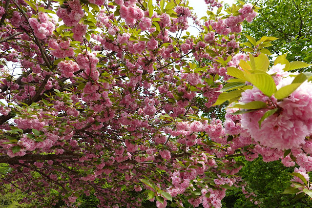 鳥取県西伯郡南部町鶴田 とっとり花回廊 桜の広場 ヤエザクラ（八重桜）