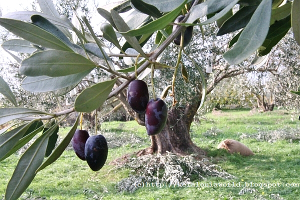 Winter colors of Kefalonia, Olive grove