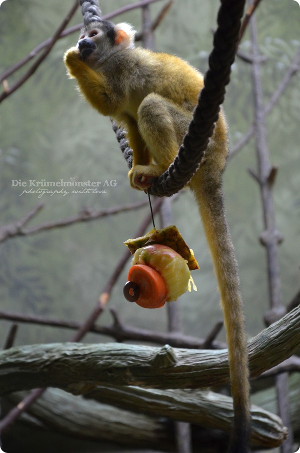 Zoo Frankfurt 100713 (95)