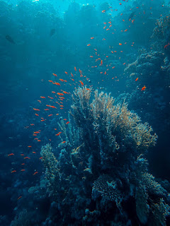 Does fish need oxygen