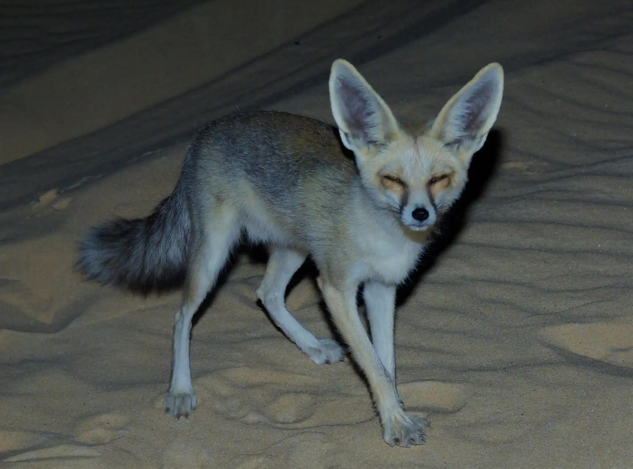 Rüppell's Fox