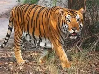 Chandrapur,Bramhapuri,Bramhapuri Live,Tiger Attack,Bramhapuri News,Chandrapur Tiger Attack,