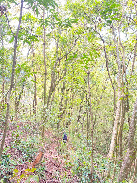 紅香山下山途中