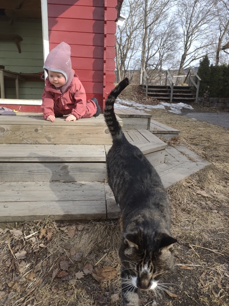 barnahage pus katt kattepus pusekatt