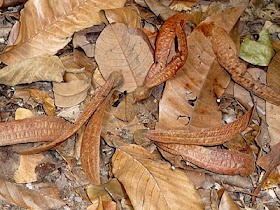 Anisoptera megistocarpa