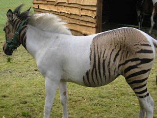 Eclyse Is The Most Unique Zebra Horse In The World