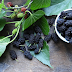  Mulberry Side Effects And Benefits