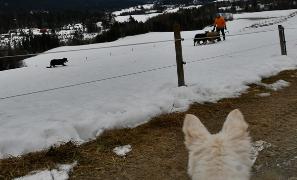 hvit gjeterhund sauer gjeterhundkurs