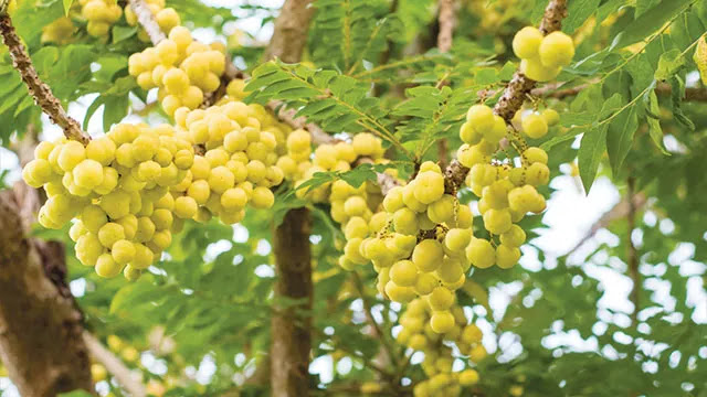 Benefits of Gooseberry Fruit that are a pity to miss