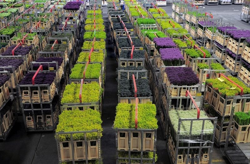 aalsmeer-flower-auction-8