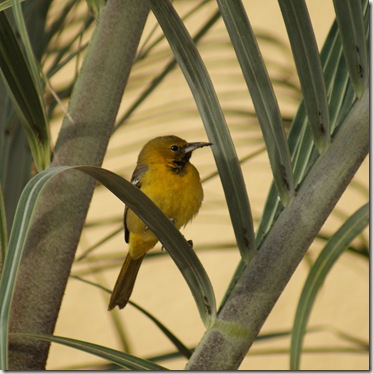 YellowBird_Female