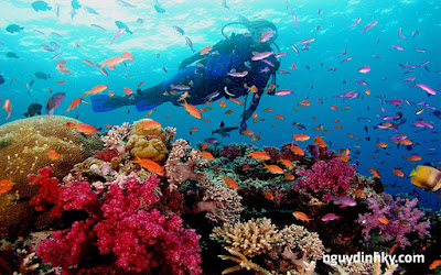 Lặn san hô dưới biển ĐÔNG TIMOR