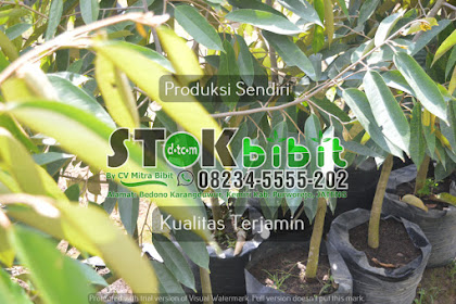 Melati                                    tanaman melati gambir