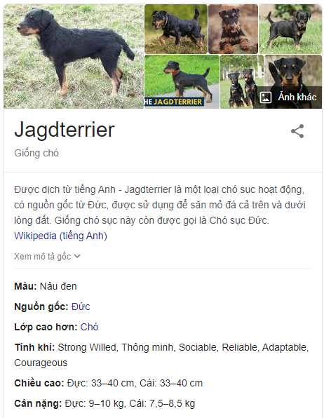 Jagdterrier