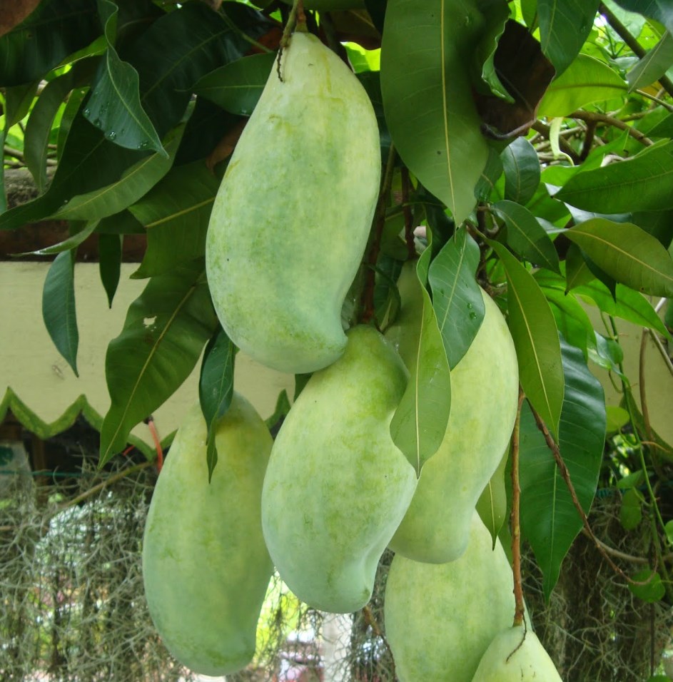 jual bibit buah mangga mahatir okulasi termurah asli Kalimantan Timur