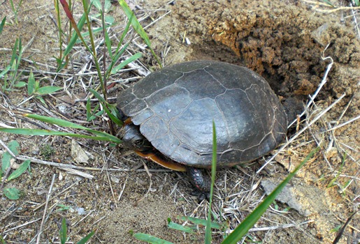 Painted Turtle Laying Eggs