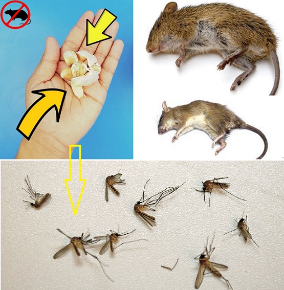 How to Get rid of Rat & Mosquitoes easily