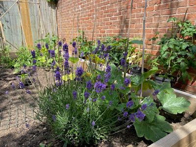 Large purple lavender bush in vegetable patch