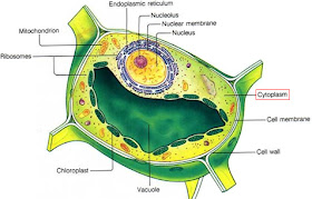 Plant cell