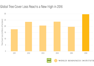 Tree cover loss is not the same as deforestation. “Tree cover” can refer to trees in plantations as well as natural forests, and “tree cover loss” is the removal of tree canopy due to human or natural causes, including fire.(Credit: World Resources Institute) Click to Enlarge.