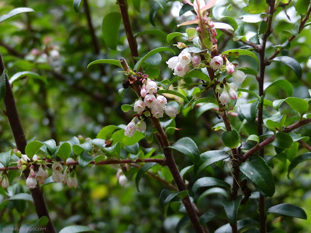 pink bell flowers among curved leaves with saw tooth edges