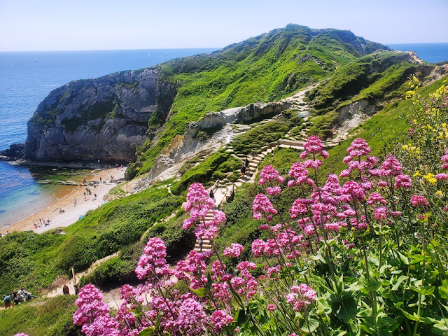 Flowers in the foreground, coast in the background