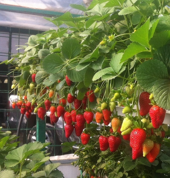 Amandita Pertanian Menanam Strawberry 