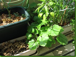 ベランダ家庭菜園となんでもブログ 育つカボチャとアブラムシ と小虫の問題