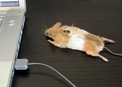 computer mouse