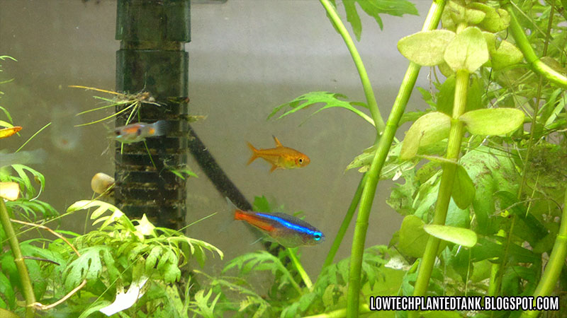 neon tetra