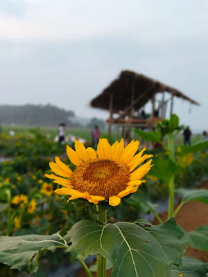 Sunflower Field Kooriyad, Vengara Kooriyad