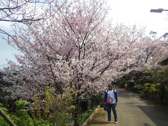 Taipei cherry blossoms Orange Cafe