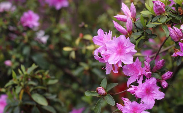 Azalea Flowers Pictures