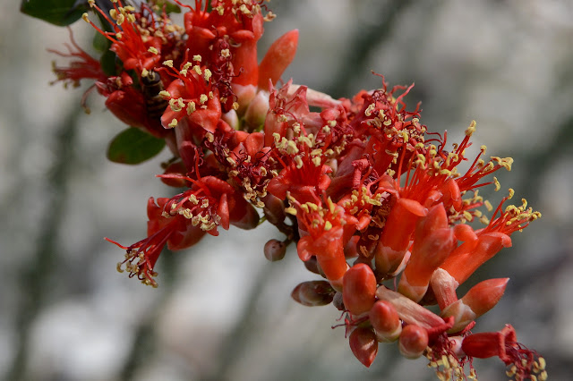 ocotillo flowers