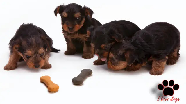 How Often Should I Feed My Dog – Dog Feeding Schedule
