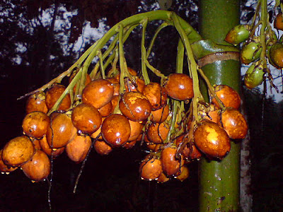 Buah-Buahan Tempatan Dari Desa-kampung