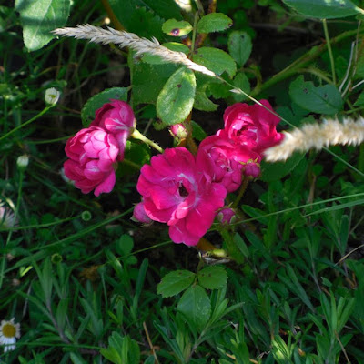 Hibiscus maladie