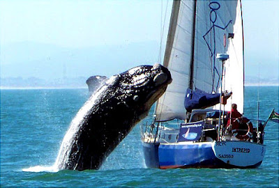 Whale Jumping on Boat 