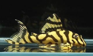 Jenis Ikan Sapu-Sapu Leopard Frog Pleco