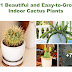 Easy-to-Grow Indoor Cactus Plants