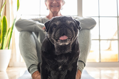 Cuidados Essenciais para um Cão Idoso