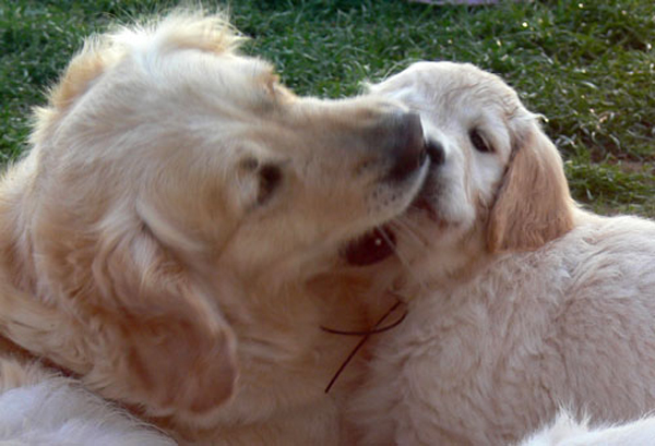 femelle et chiot golden retriever