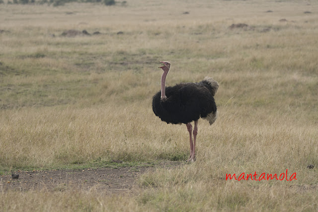 Ostrich, Masai Mara