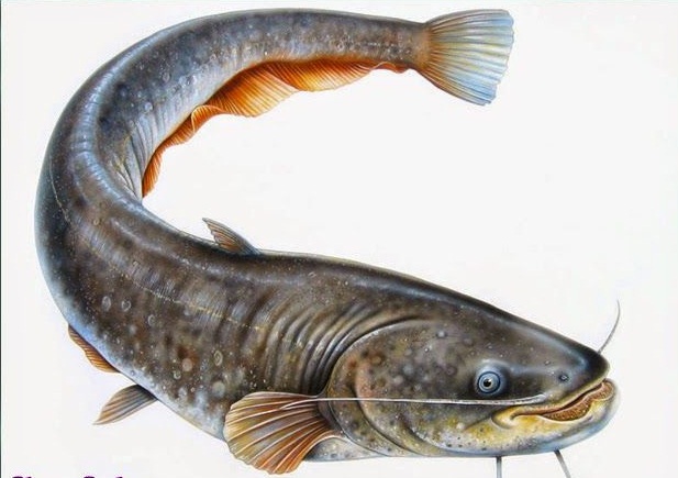 44+ Koleksi Populer Contoh Gambar Ikan Lele