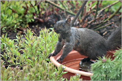 Black squirrel 