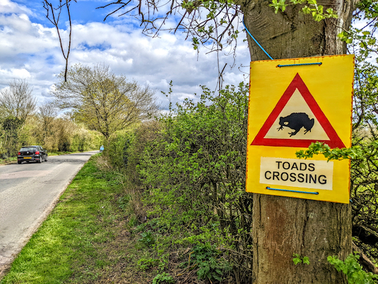 Look out for toads crossing as you walk along Stevenage Road