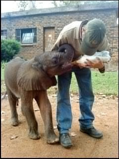 Baby elephant lerato