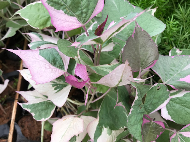 BATATA-DOCE-ORNAMENTAL - ( Ipomoea batatas )